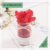 미세먼지 철벽방어! 실내공기정화식물 스칸디아모스 모음 천연이끼, 03.리본스칸디아유리병set 12cmP-레드