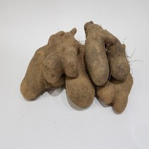 안동 참마 못난이 5kg, 3kg, 15개