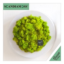 미세먼지 철벽방어! 실내공기정화식물 스칸디아모스 모음 천연이끼, 28.원형스칸디아액자set 29cmP-스프링그린