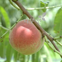 [나무인] 복숭아 백도복숭아 2그루