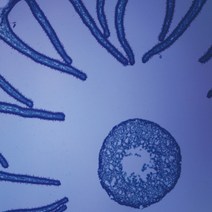 영구프레파라트-버섯포자(미국) /교구6169