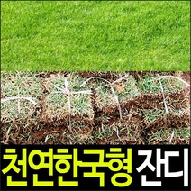 순희농장 잔디, 1000장