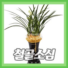 철골소심난개업관엽 TOP01