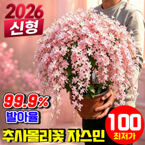 태국 자스민 씨앗