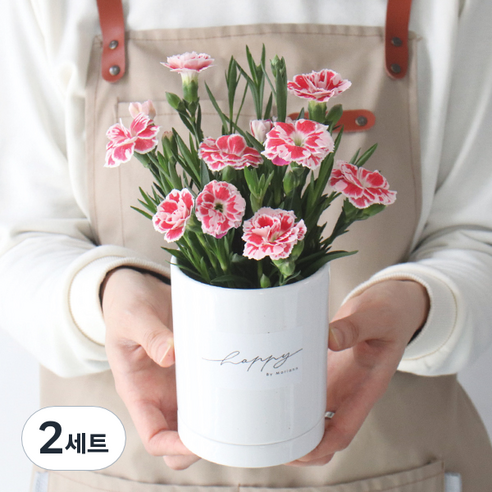 모리앤 감사합니다 카네이션 화분