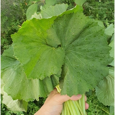 국내산 생 머윗잎 머위순 제철나물, 1개, 2kg