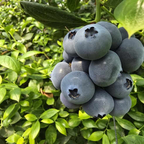 [무농약] 제주 국산 무농약 블루베리 특 왕특 왕, 1개, 무농약 블루베리 1kg (특)