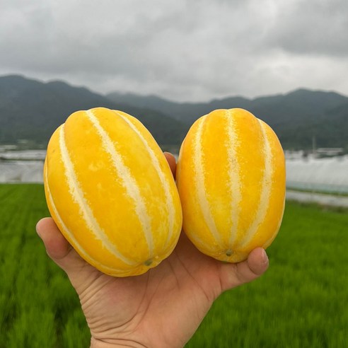 [당일수확] 천상의맛 고당도 산지직송 성주참외
