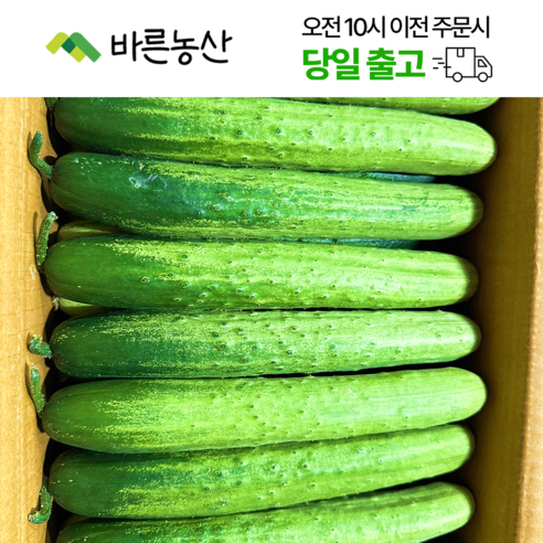< 바른농산 >  백오이 다다기오이 오이지용 오이(특품) 1박스 (45~50개)