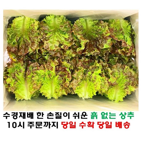 (쌈바쌈바) 산지 직배송 꽃상추 1,2,4 kg[국산:경남고성군]