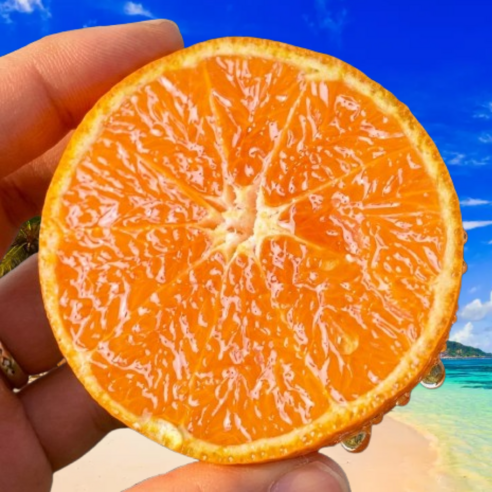 [특가세일] 당도선별 산지직송 제주 카라향