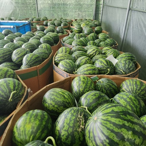 금메달농수산 정품 봄 하우스 수박, 1개, 5-6kg 내외