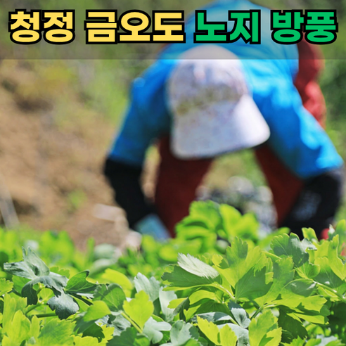 [금오도]해풍맞은 노지재배 햇 방풍나물