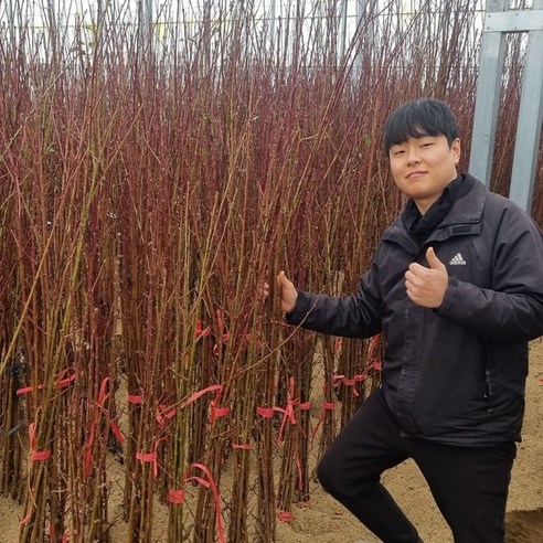 복숭아나무묘목 장호원 황도 접목1년 상묘 천중도 마도카황도, 1개, 마도카황도접목상묘