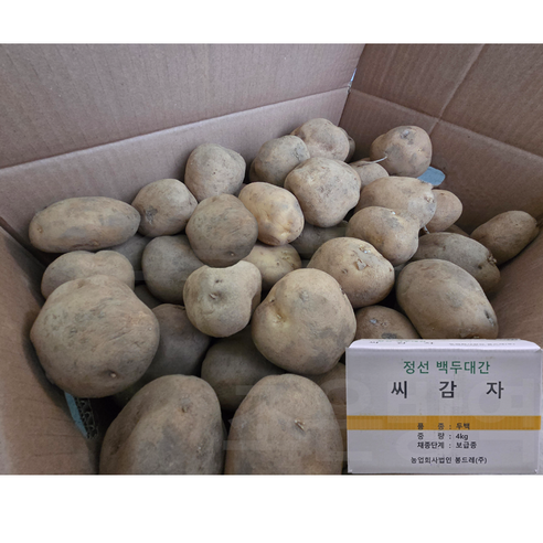 강원농산 씨감자 두백 4kg 보급종 감자씨