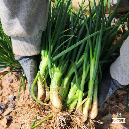 농가직영 당일수확 국내산 쪽파 흙쪽파 파김치용 김장 싱싱농산물
