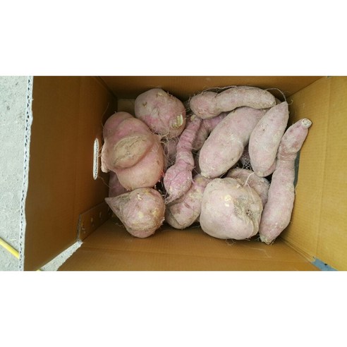 조은해남 꿀밤고구마,호박고구마, 10kg 못난이 (꿀,호박 랜덤발송), 1개