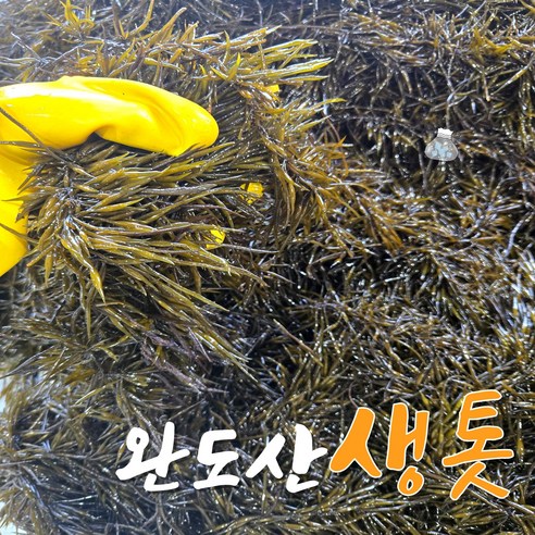 완도 생톳 당일채취 제철 해초 생 톳 1kg / 2kg / 4kg 지아수산, 1개, 4kg