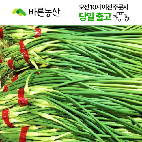 < 바른농산 > 26년 국내산 햇마늘쫑 마늘종, 1개, 10kg