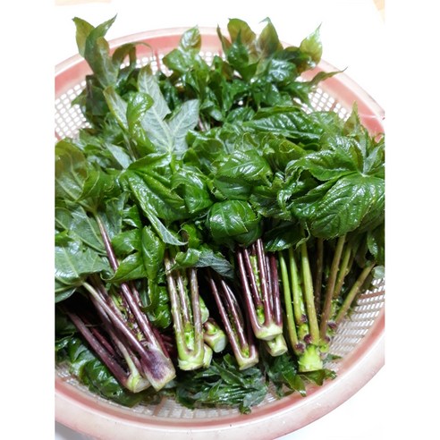 엄나무순 안동산 야생 개드릅 음나무순 (순차발송), 1kg, 1박스