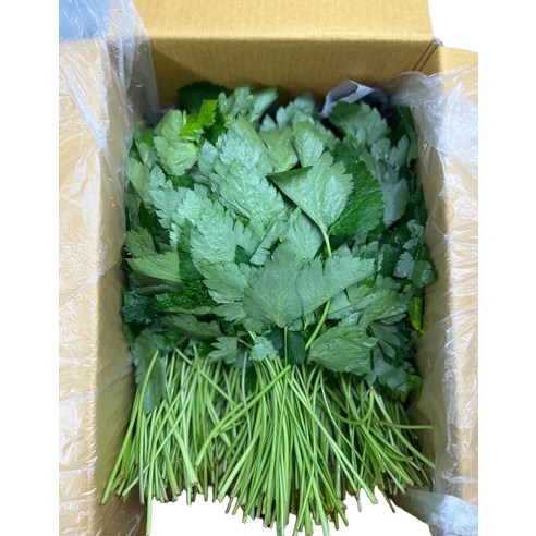 애초야 참나물 신선한 산지직송 당일수확 제철 신선한 채소 국내산 1kg 2kg