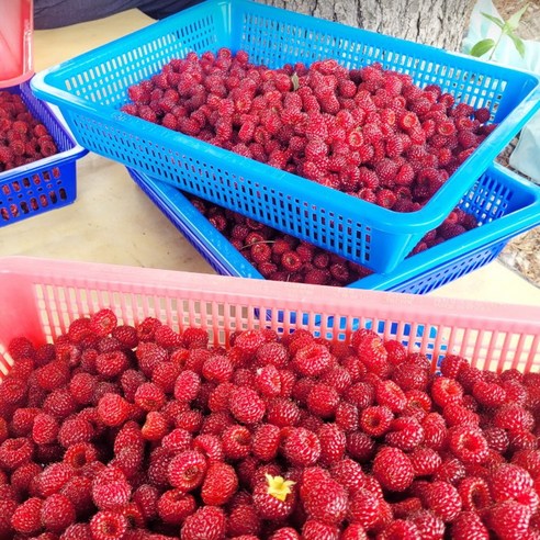 제철과일 새벽수확 산딸기 생과 신선함 보장, 4개, 250g
