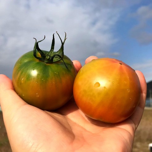 [10시 이전 당일출고] 부산 대저동 대저 토마토 2.5kg