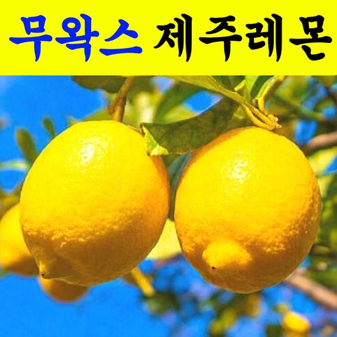 [노마진특가] 제주직송 껍질째먹는 무왁스 제주레몬