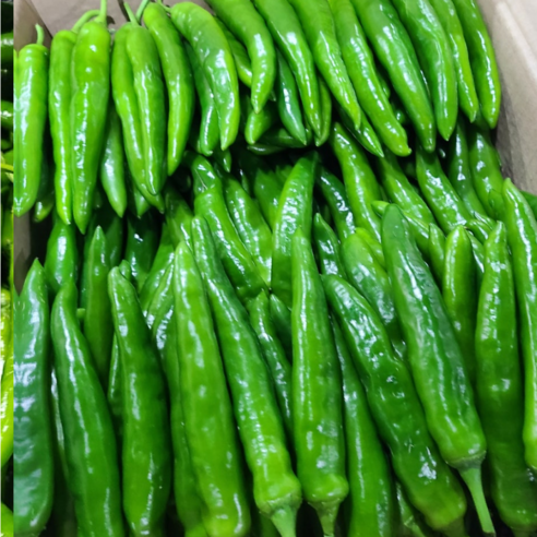 국내산 아삭이 오이맛 고추 식자자 마트용 가정용, 1개, 10kg