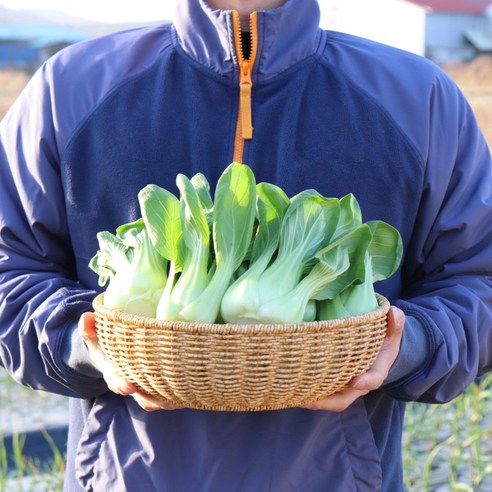 국내산 청경채 2kg 4kg 마라탕 샤브샤브 용 청경채 1kg [원산지:국산(경기도 용인시)], 1개, 500g