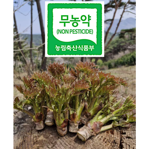 친환경 해발 600M 두지숲농원 산 두릅 참두릅 나무두릅