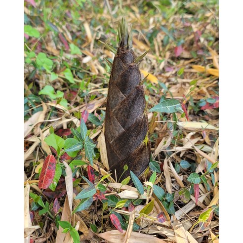 [라라네농장] 백운산 청정지역에서 자란 햇 죽순 분죽 생죽순