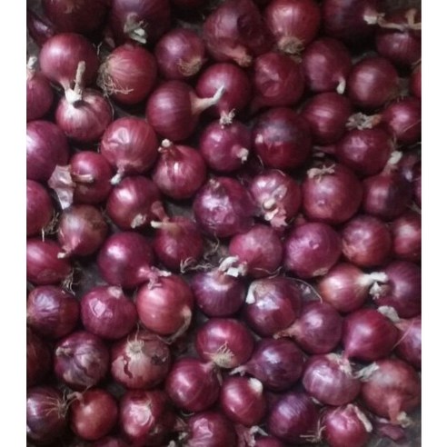 베트남산 샬롯(Shallot) 미니양파 1kg, 10kg, 1개