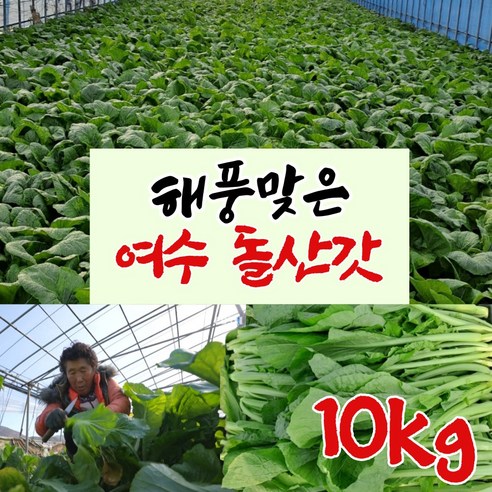 전남 생돌산갓 여수 돌산갓 5kg 10kg 돌산생갓 여수갓 갓김치 김장갓 청갓 갓물김치