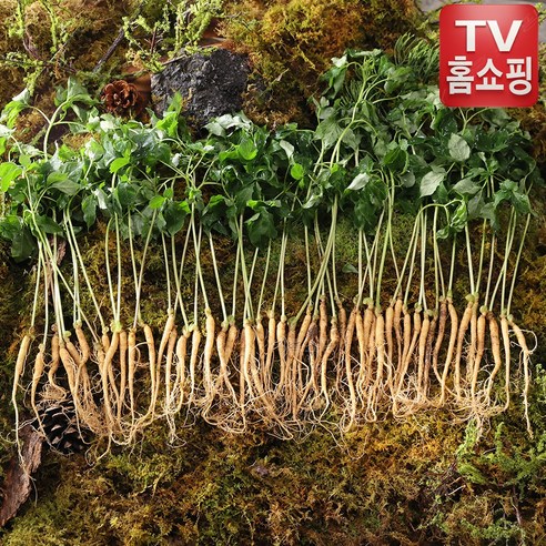 [TV홈쇼핑 정품 BEST빅히트]청삼애 3년근 명품 대왕 새싹삼 50뿌리 무농약 무비료 무제초제 직송배, 1세트, 50개입