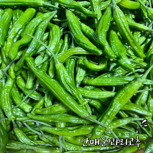 안 매운 꽈리고추 당일경매 특급 300g, 500g, 1개, 1개, 300g