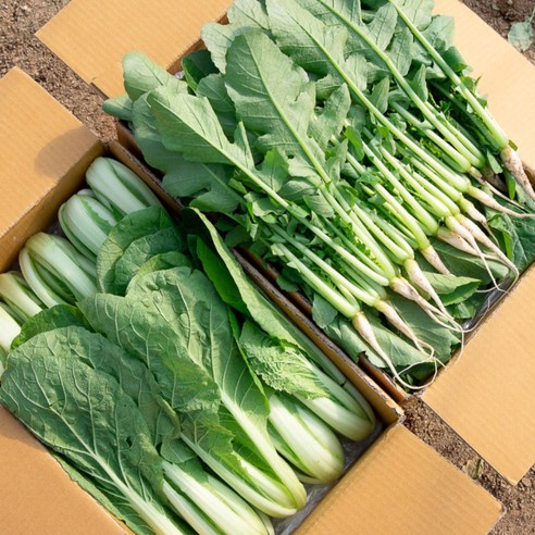 [포천채소꾼] 어린열무 얼갈이 4kg 단품 반반 (6시내고향 방영), 1박스, 2kg 열무 2kg 얼갈이