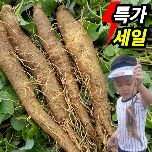 [산지직송] 횡성 더덕 프리미엄 흙더덕