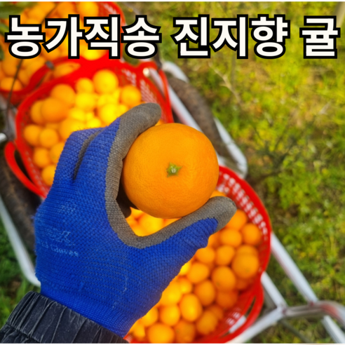 제주 하우스 진지향 50box한정 특가 감귤 소과, 1박스, 3kg