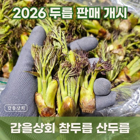 [갑을상회] 참두릅 지리산 백운산 첫순 산 두릅