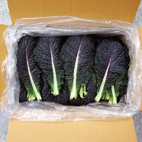적겨자 2kg 국내산 대용량 겨자잎