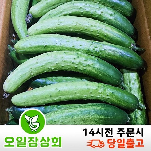 국내산 백오이 백다다기 다다기오이 못난이오이 상등급 9KG~10KG