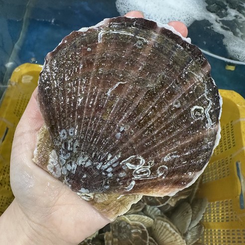 영롱한수산 알이 통통한 제철 대왕 참가리비 1kg, 1개, 참가리비 1kg