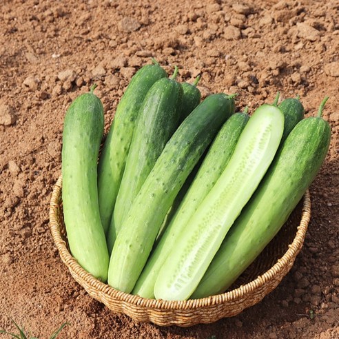 국내산 백오이 백다다기