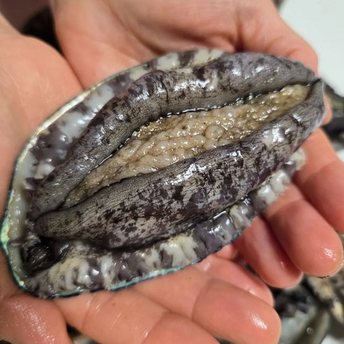 완도전복 왕특대 완도 활 전복 직거래, 1개, 9번 (대) 12-14미 1kg