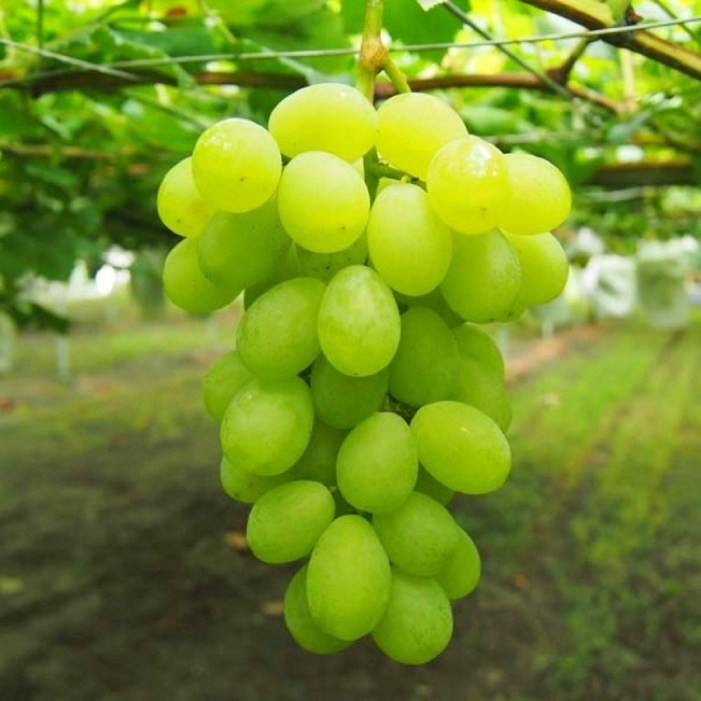 씨없는 청포도 묘목 포도나무 세기무핵  장미향 최신품종