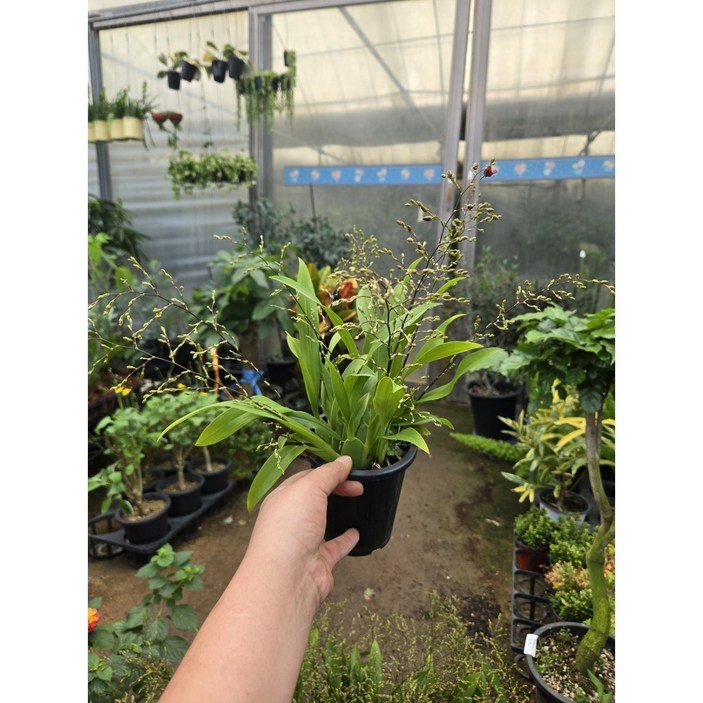 박씨농원 온시디움 환타지아 레드