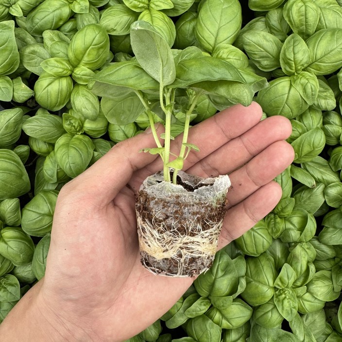 티움프러그 바질 모종 4개/ 티움육묘장 대량구매가능 다양한 쌈채소모종, 4개