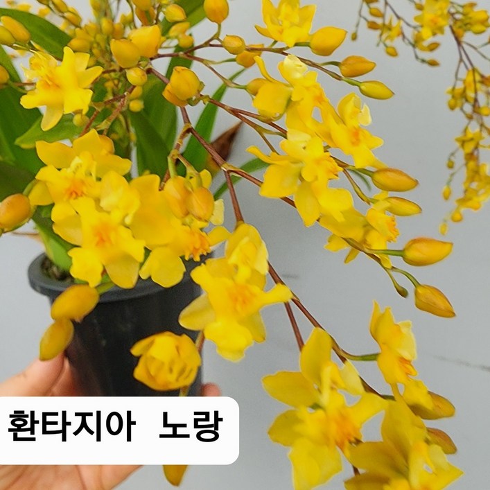 환타지아 상신골드 중대품