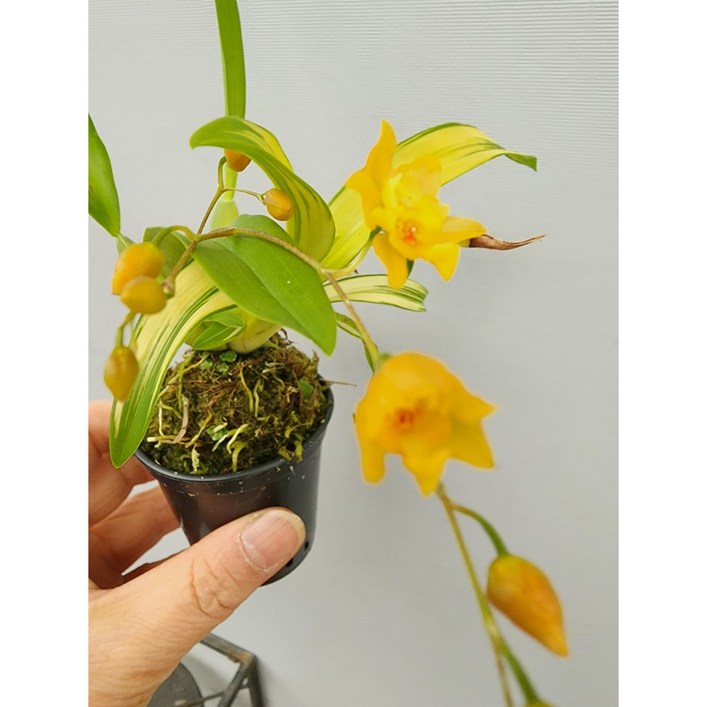 어썸플라워 무늬 환타지아 무늬 상신골드 미니